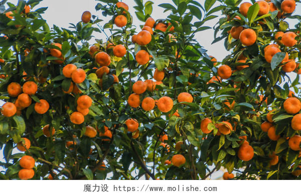 多汁的成熟水果橘子在树上